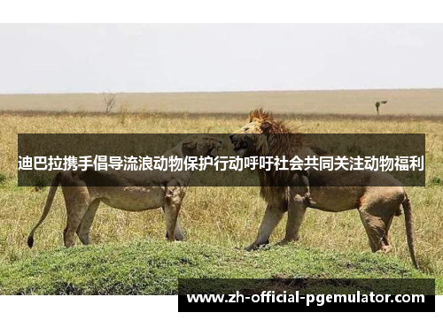 迪巴拉携手倡导流浪动物保护行动呼吁社会共同关注动物福利